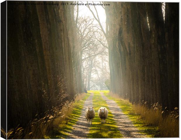 Staring Sheep on a Glorious Path Canvas Print by Alexandre Rotenberg