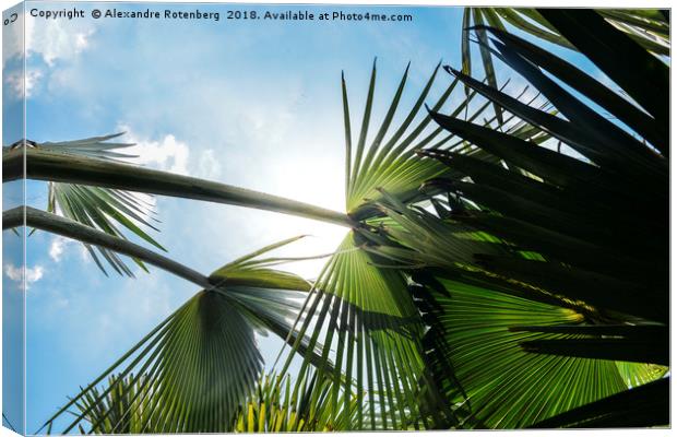 Lush tropical palm tree looking up perspective Canvas Print by Alexandre Rotenberg