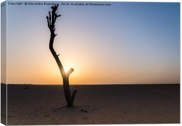 Bare tree in Arabic desert Canvas Print by Alexandre Rotenberg
