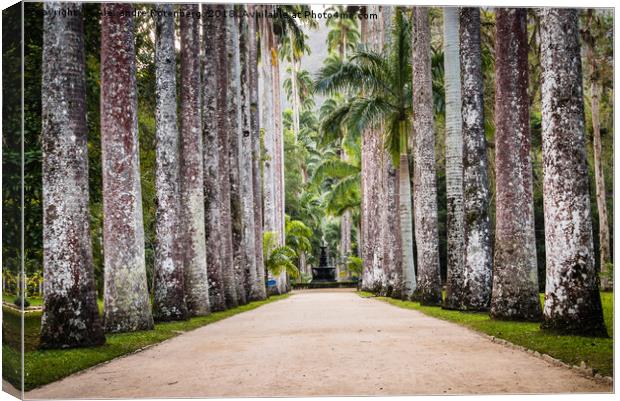Royal Palm Trees at Botanical Garden, Rio de Janei Canvas Print by Alexandre Rotenberg
