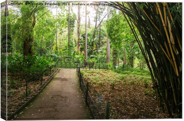 Bamboo-lined path  Canvas Print by Alexandre Rotenberg