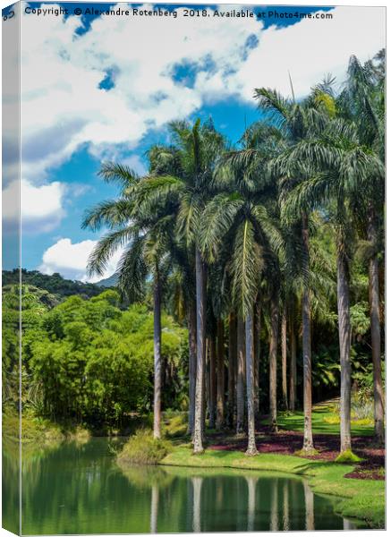 Giant Palm trees in Brazil Canvas Print by Alexandre Rotenberg