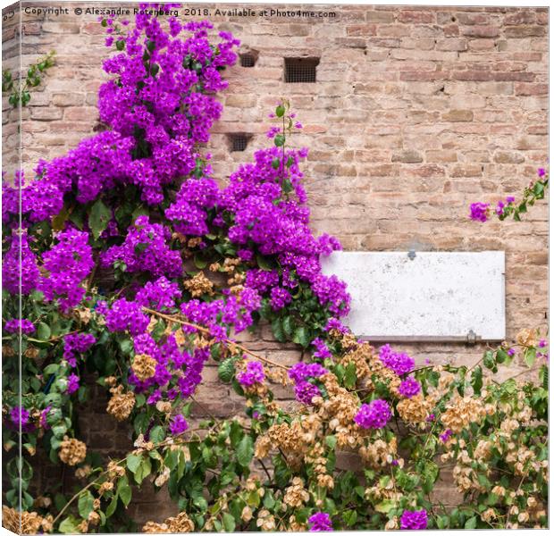 Purple Azaleas Canvas Print by Alexandre Rotenberg