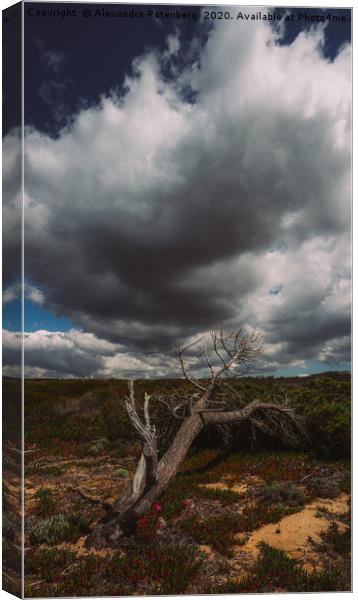 Fallen Tree Canvas Print by Alexandre Rotenberg