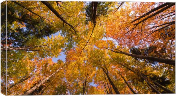 Autumn Canopy Canvas Print by Daniel Farrington