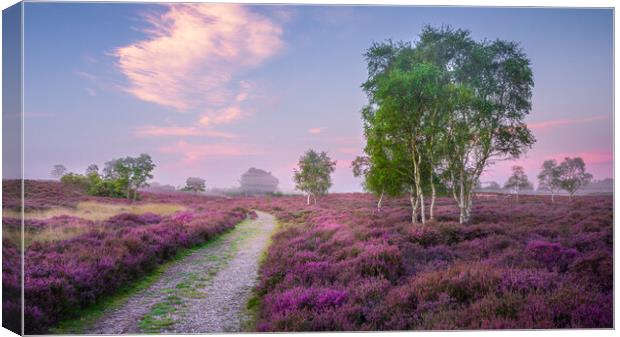 Heather in full bloom Canvas Print by Daniel Farrington