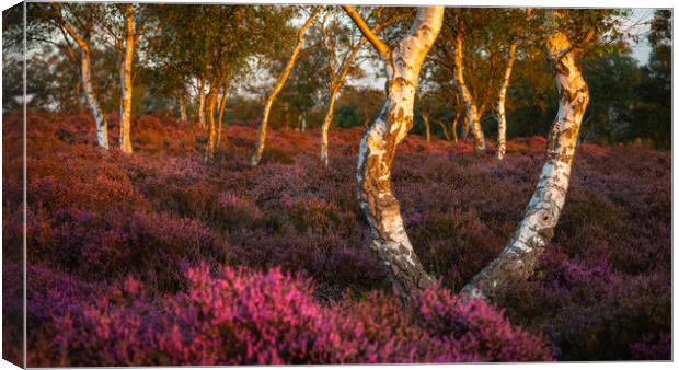 Heather in full bloom Canvas Print by Daniel Farrington