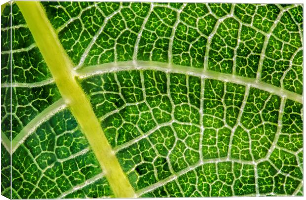 Networked Chlorophyll  Canvas Print by Kelly Bailey