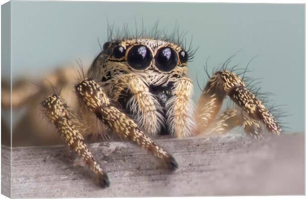 Zebra Jumping Spider Portrait  Canvas Print by Kelly Bailey