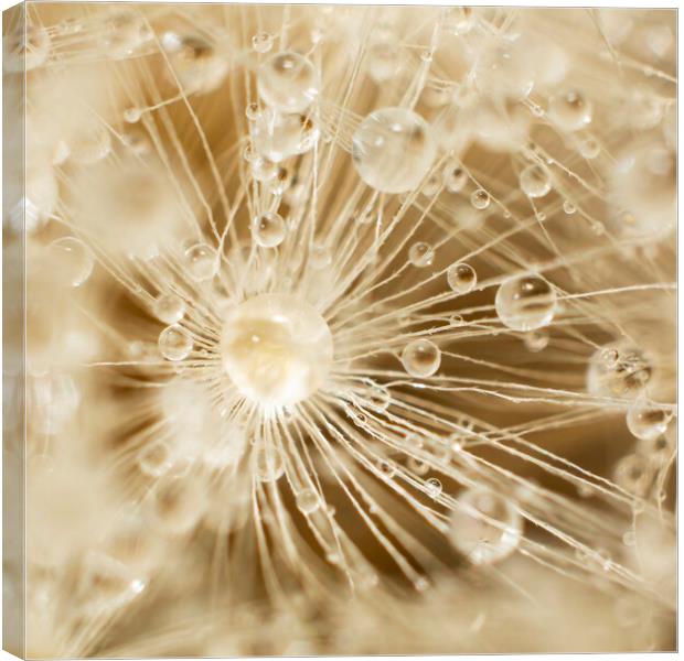 Dandelion Water Drops Canvas Print by Kelly Bailey