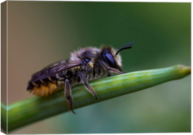 Red Mason Bee 2 Canvas Print by Kelly Bailey
