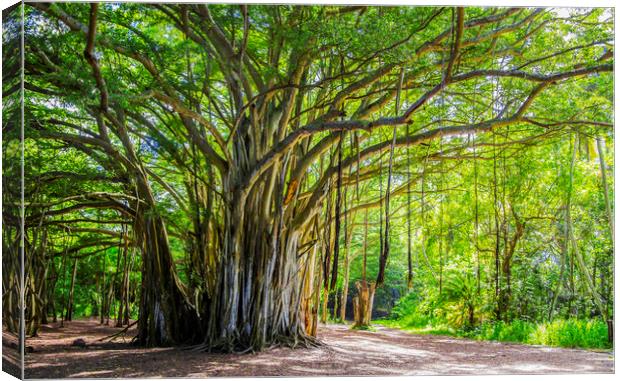 The Banyan tree  Canvas Print by Kelly Bailey