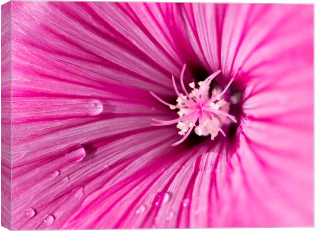 Pink Mallow Canvas Print by Kelly Bailey