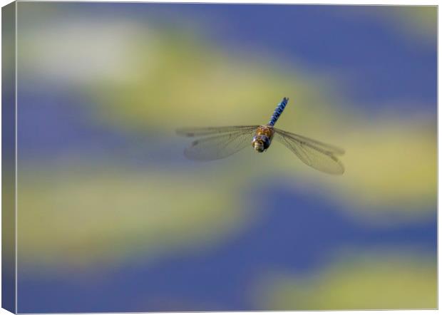 Migrant Hawker in Flight Canvas Print by Kelly Bailey