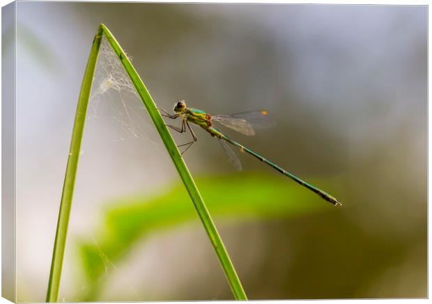 Willow Emerald Damselfly Canvas Print by Kelly Bailey