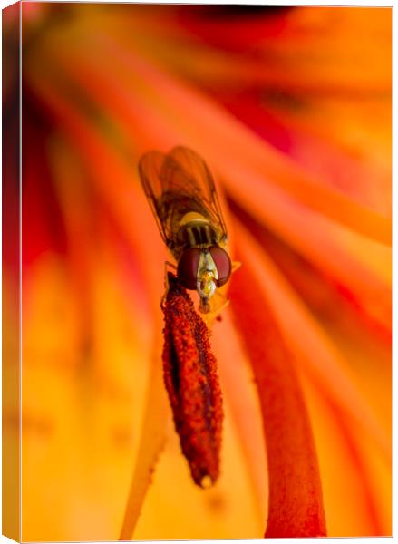 Hover on Stamen Canvas Print by Kelly Bailey