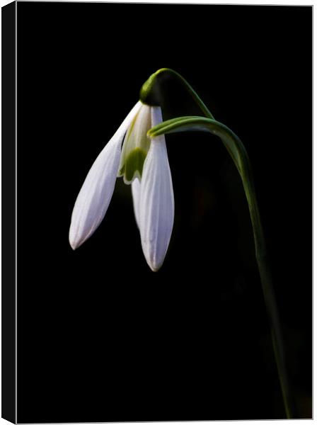 Snowdrop on black Canvas Print by Kelly Bailey