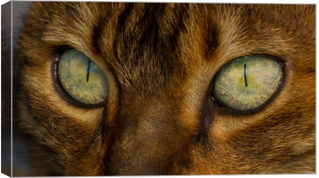Bengal Eyes Canvas Print by Kelly Bailey