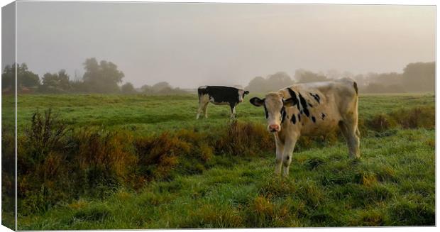Cattle on the Common Canvas Print by Kelly Bailey