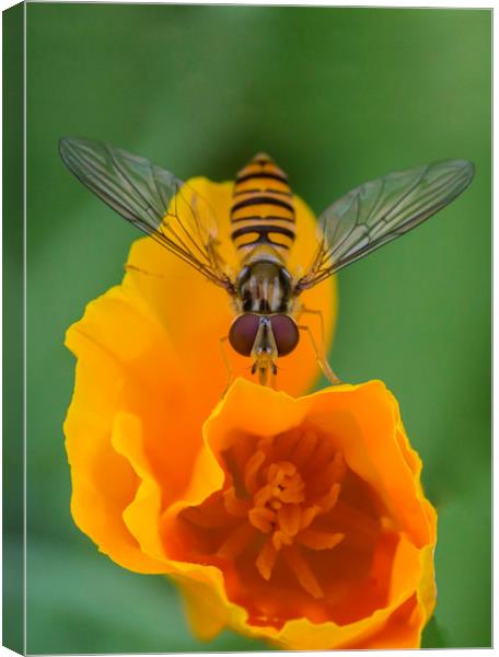 Hover on Yellow Flower Canvas Print by Kelly Bailey