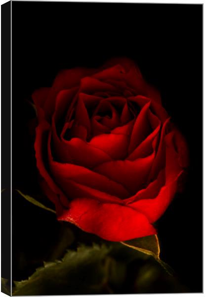Red Rose Canvas Print by Kelly Bailey