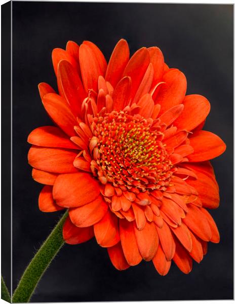 Red Gerbera 2 Canvas Print by Kelly Bailey