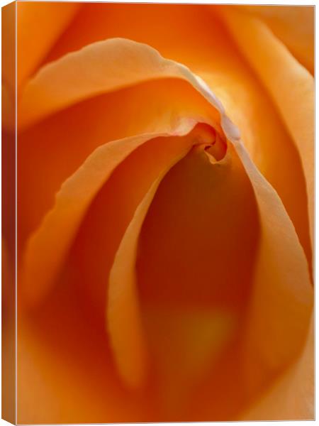 Rose Abstract Canvas Print by Kelly Bailey