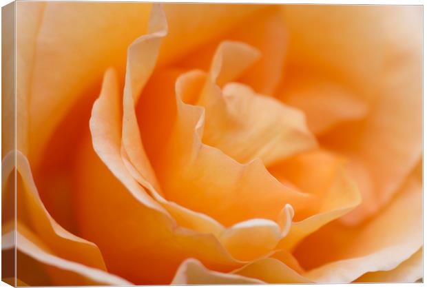 Soft Orange Rose  Canvas Print by Kelly Bailey