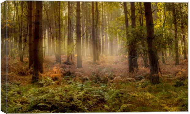 Misty Woods Canvas Print by Kelly Bailey