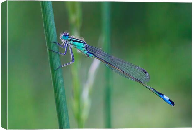 Blue Tailed Damselfly Canvas Print by Kelly Bailey