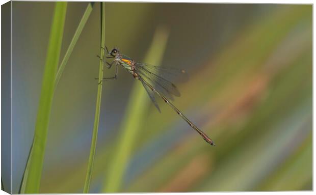 Willow Emerald Damselfly  Canvas Print by Kelly Bailey