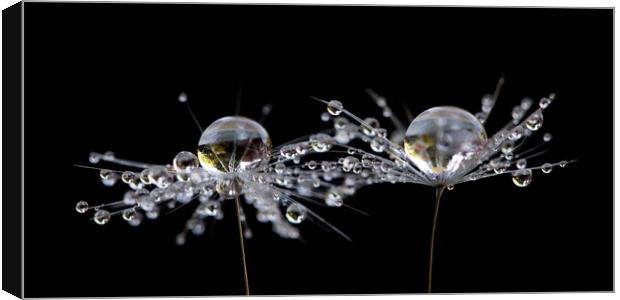 Dandelion Droplets Canvas Print by Kelly Bailey