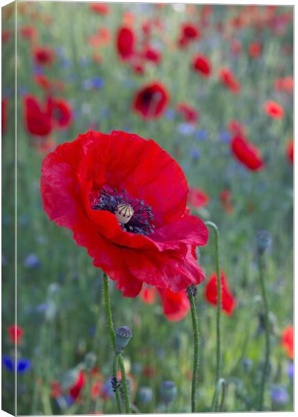 Red Poppy Canvas Print by Kelly Bailey