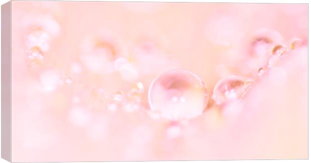 Pink Beads Canvas Print by Kelly Bailey