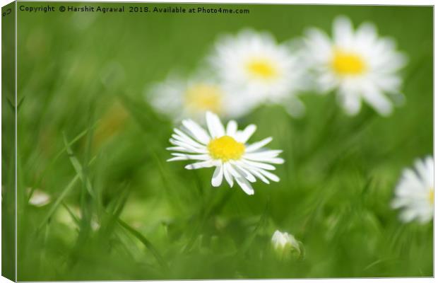 Daisy Canvas Print by Harshit Agrawal
