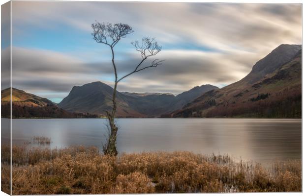 The Lone Tree at Buttermere Canvas Print by Tony Keogh