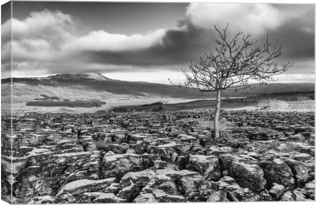 Southerscales in the Yorkshire Dales (mono) Canvas Print by Tony Keogh