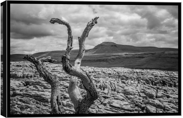 Twistleton Scar and Ingleborough Canvas Print by Tony Keogh