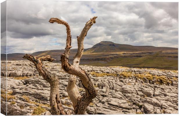 Ingleborough and Twistleton Scar  Canvas Print by Tony Keogh