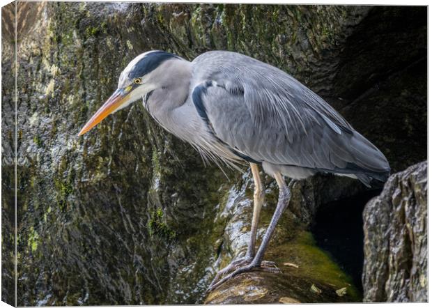 Heron Looking For Food  Canvas Print by Tony Keogh