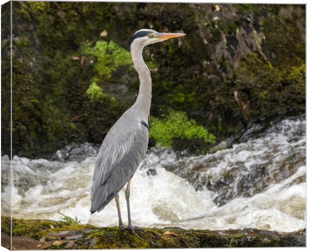 Heron on the lookout  Canvas Print by Tony Keogh