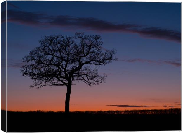 Stevington tree at sunset  Canvas Print by Donnie Canning