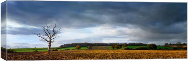Tree in Ploughed Field Canvas Print by Donnie Canning
