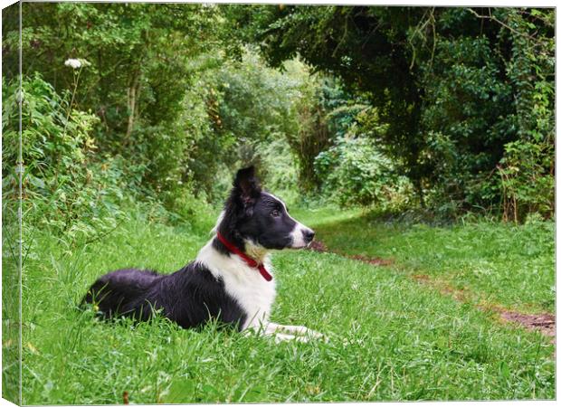 Alert Border Collie  Canvas Print by Donnie Canning
