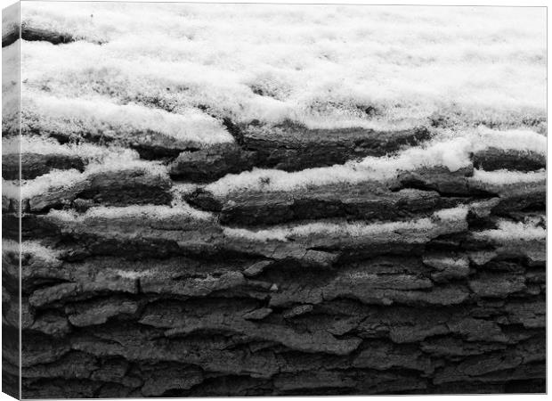 Snow on tree bark Canvas Print by Donnie Canning