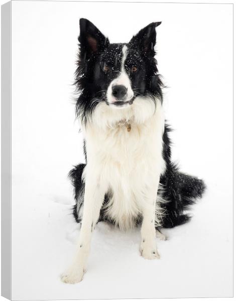 Border Collie in the snow Canvas Print by Donnie Canning