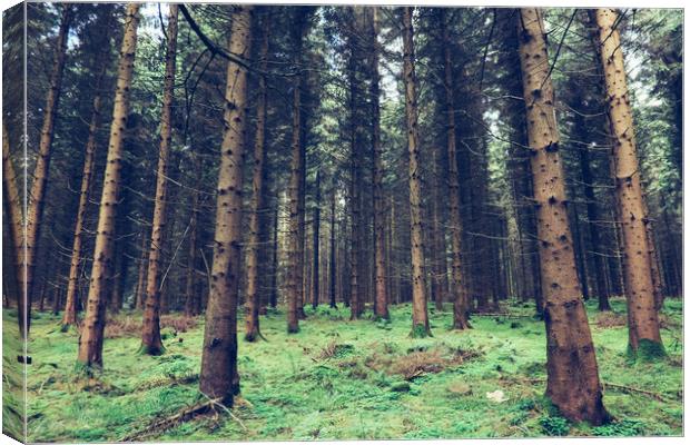 Fir trees in the Forest of Dean Canvas Print by Tom Radford