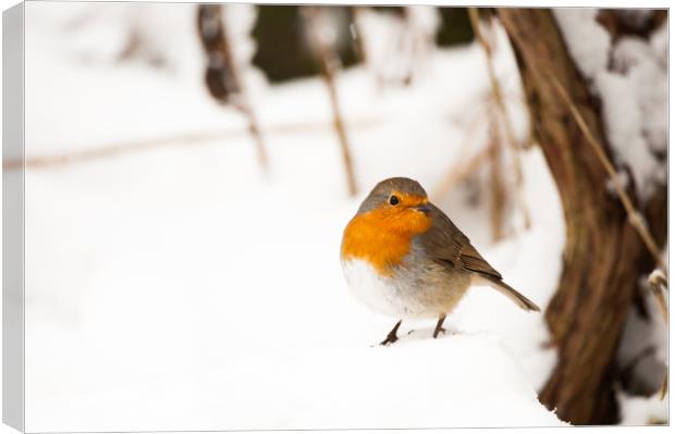 A robin sat in thick snow Canvas Print by Tom Radford