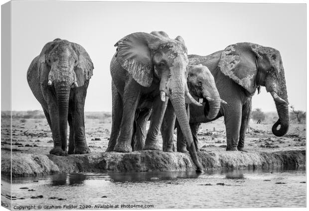 Elephants at Nxai Pan, Botswana Canvas Print by Graham Fielder