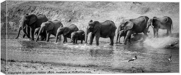Elephant drinking in the Letaba River Canvas Print by Graham Fielder